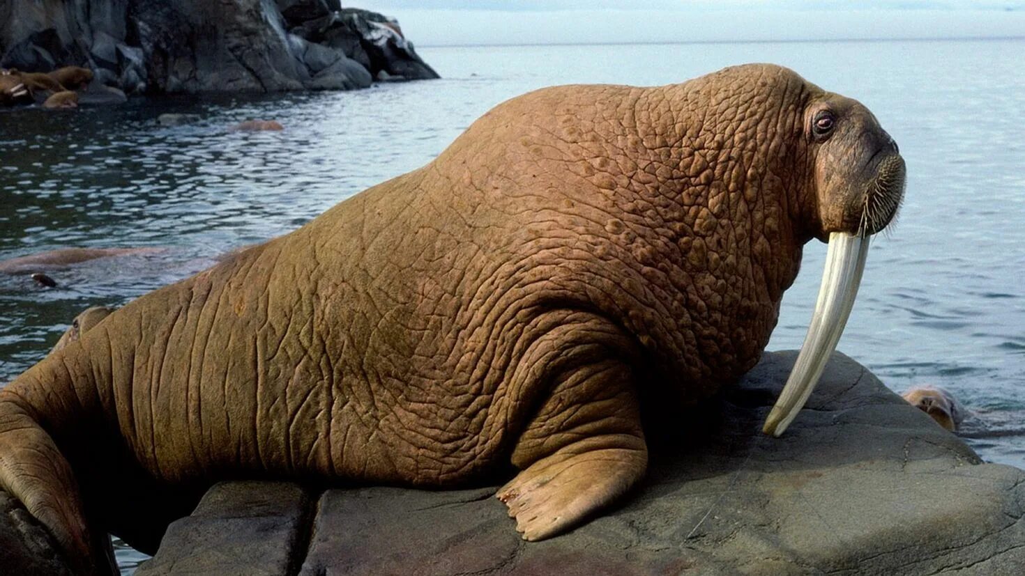 Атлантический морж. Морж фото. Тихоокеанский морж (odobenus rosmarus divergens). Ластоногие моржи. Что значит моржа.