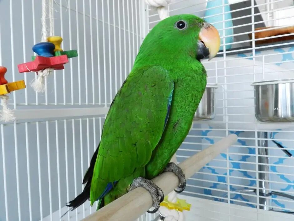 Говорящие попугаи в домашних условиях. Попугай жако зеленый. Какарик новозеландский изумрудный. Зеленый попугай порода. Попугай зеленый волнистик.