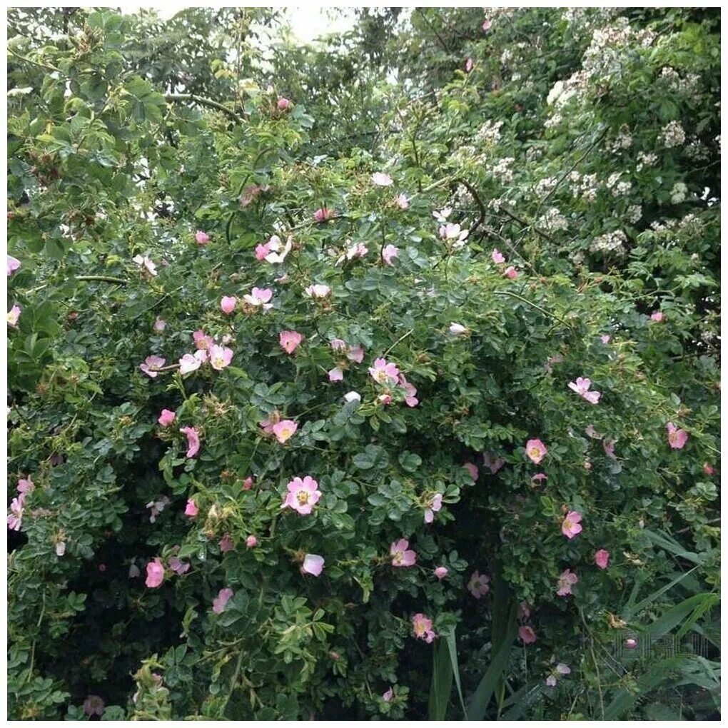 Как используют современные садоводы шиповник собачий. Шиповник собачий (rosa canina). шиповник сорт канина.
