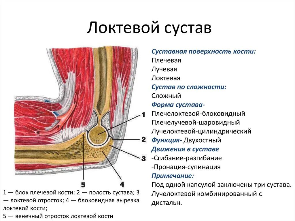 Почему болят локтевые сгибы. Сухожилия локтевого сустава анатомия. Сумки локтевого сустава анатомия. Болит косточка на локтевом суставе сбоку. Локтевой сустав анатомия строение.