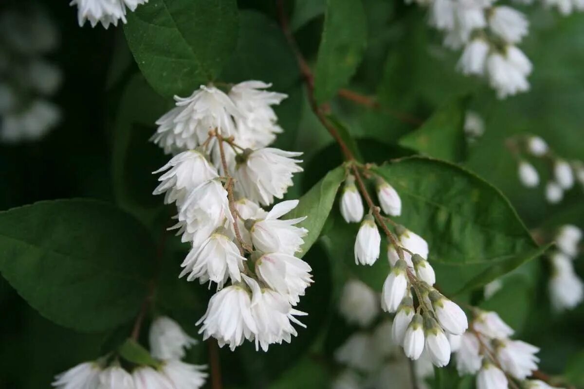 Кустарник д. Дейция rosea plena. дейция шершавая plena. дейция шершавая deutzia scabra plena. кустарник дейция альба.