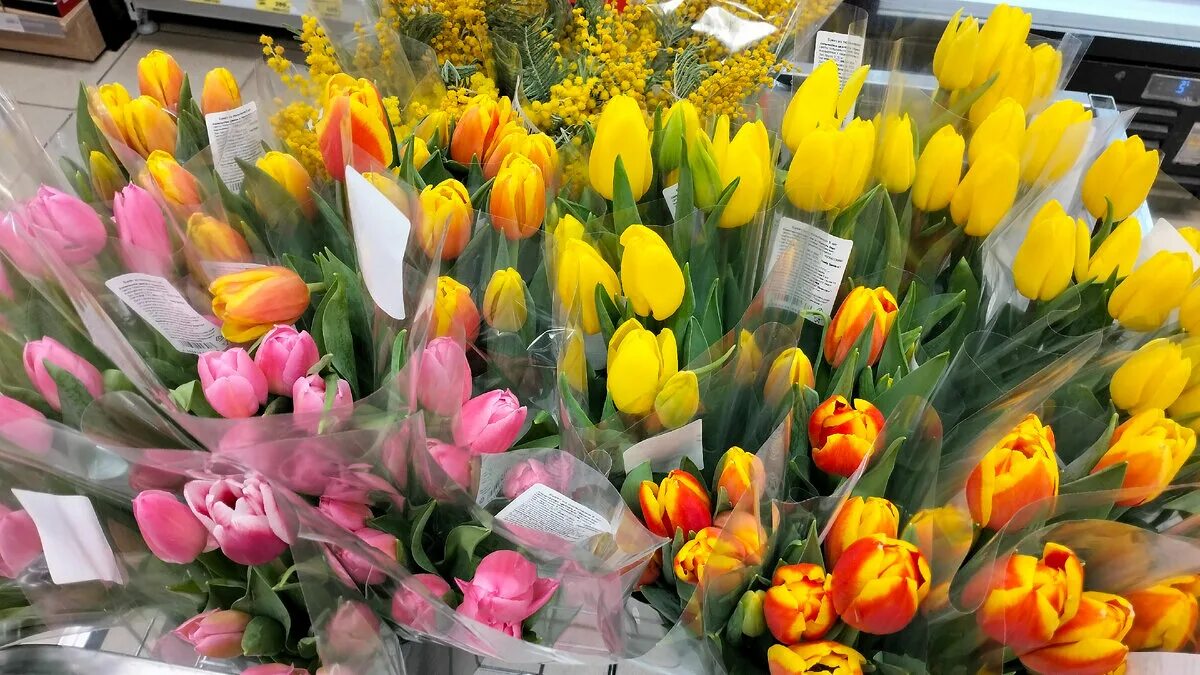 Красивые тюльпаны. Шикарный букет тюльпанов. Тюльпаны с праздником.