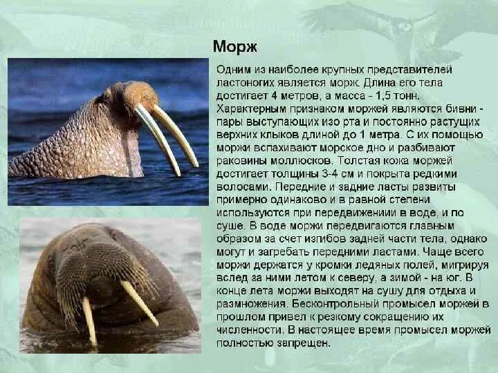 Сообщение о Морже. Доклад про моржа. Морж окружающий мир. Морж краткое описание.