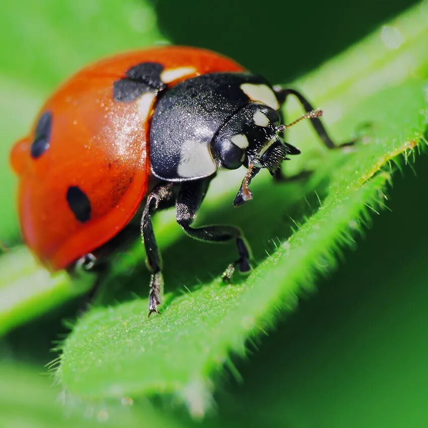 Божья коровка 7. Семяточная Божья коровка. Семиточечная коровка. Coccinella septempunctata (коровка Семиточечная). Семиточечная Божья.