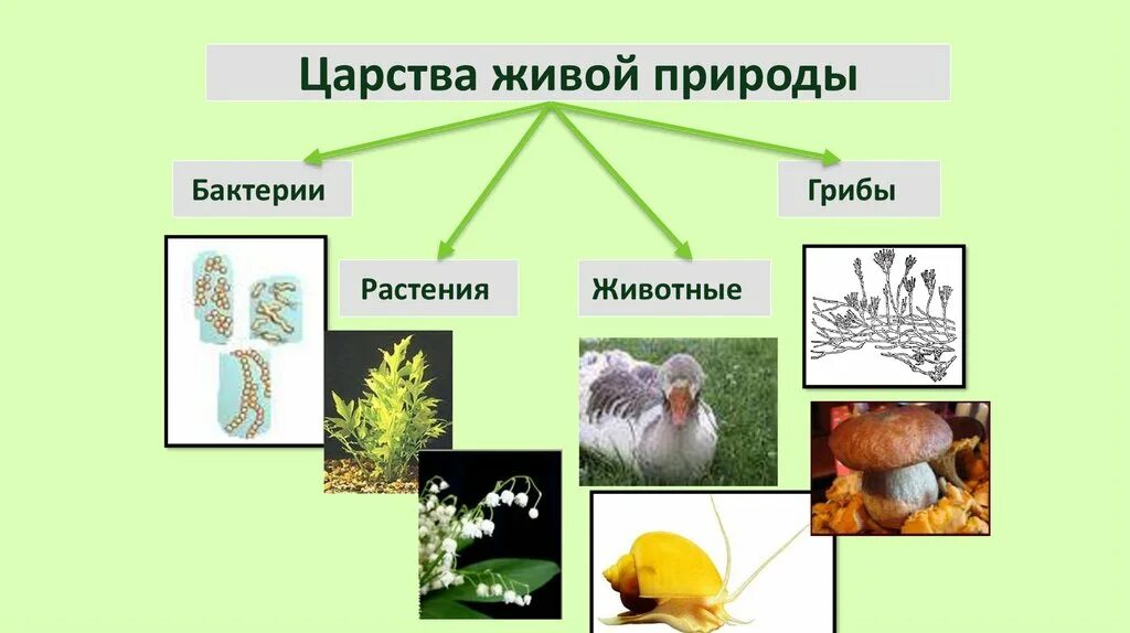 Царства природы. Царства живой природы. Царства природы 2 класс окружающий мир. Царства природы 3 класс окружающий мир. Количество царств живой природы