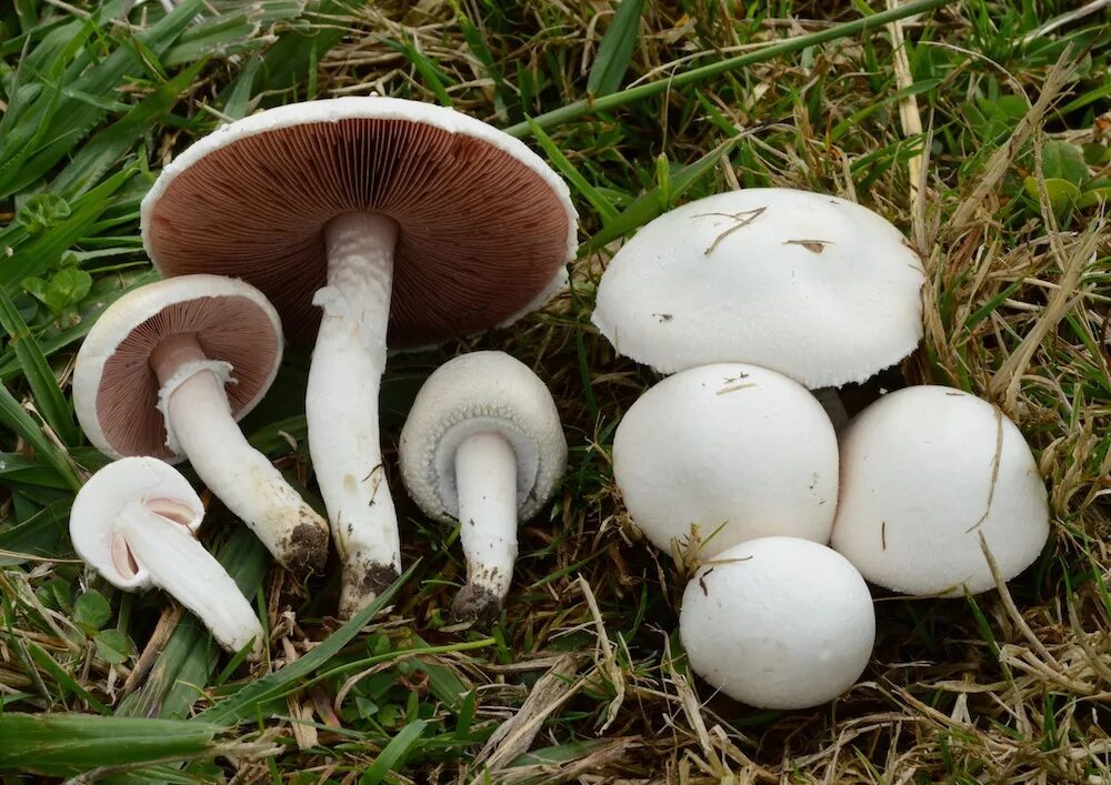Шампиньон луговой (Agaricus campestris) фото и описание