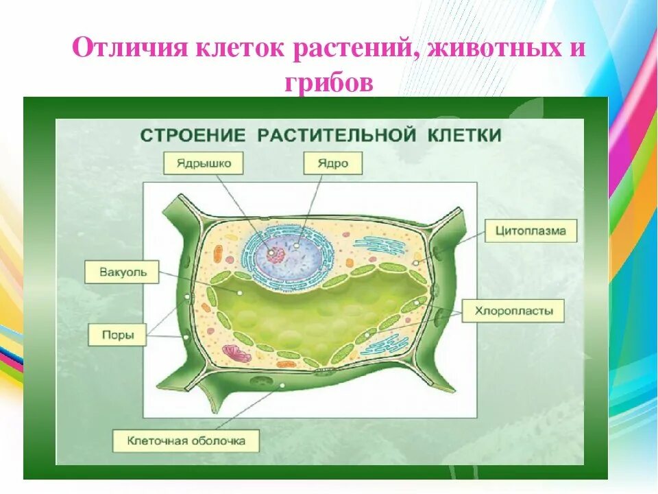 Включения растительная клетка растительный организм. Строение клетки 5 класс биология растительной клетки. Строение растительной и животной клетки 5 класс биология. Строение животной клетки и растительной клетки 5 класс. Биология 5 класс клетка животная и растительная.