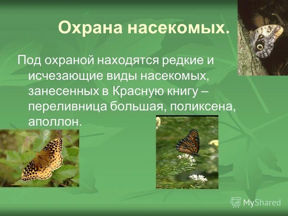 редкие и охраняемые виды насекомых нашей страны. общественные насекомые презентация. охрана и значение насекомых кратко. красная книга урала насекомые. перуанский павлиний кузнечик.