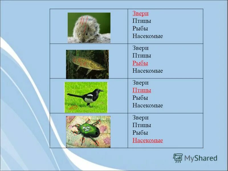 Птицы рыбы предложение. Животные звери птицы рыбы насекомые. Насекомые птицы рыбы. Группы животных насекомые рыбы. Примеры животных насекомые рыбы птицы звери.