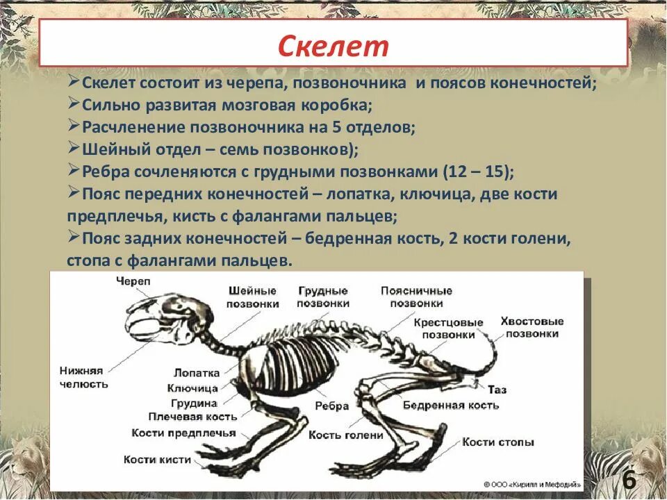 Отделы скелета животных. Эволюция скелета позвоночных. строение скелета позвоночных животных. скелет млекопитающих. строение скелета млекопитающих.