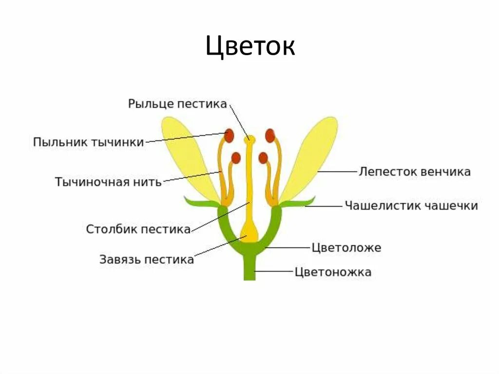 Строение растения тычинка пестик. Перистое строение рыльца пестика. Цветок пестик и тычинка схема. Чашелистик пыльник завязь.