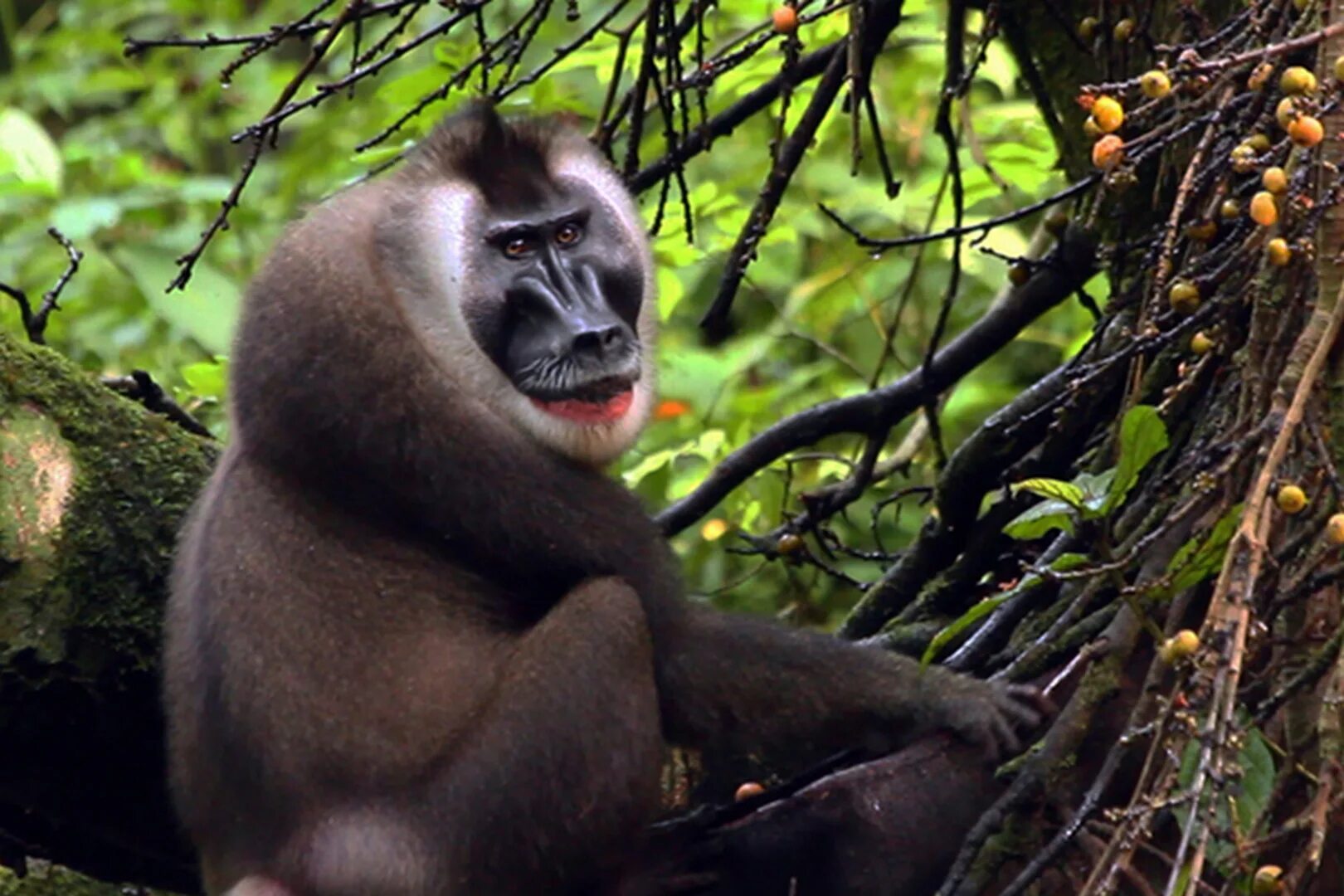 1 monkey 1 drill. Павиан дрил. Камерунский павиан. Дрил обезьяна. Mandrillus Leucophaeus.