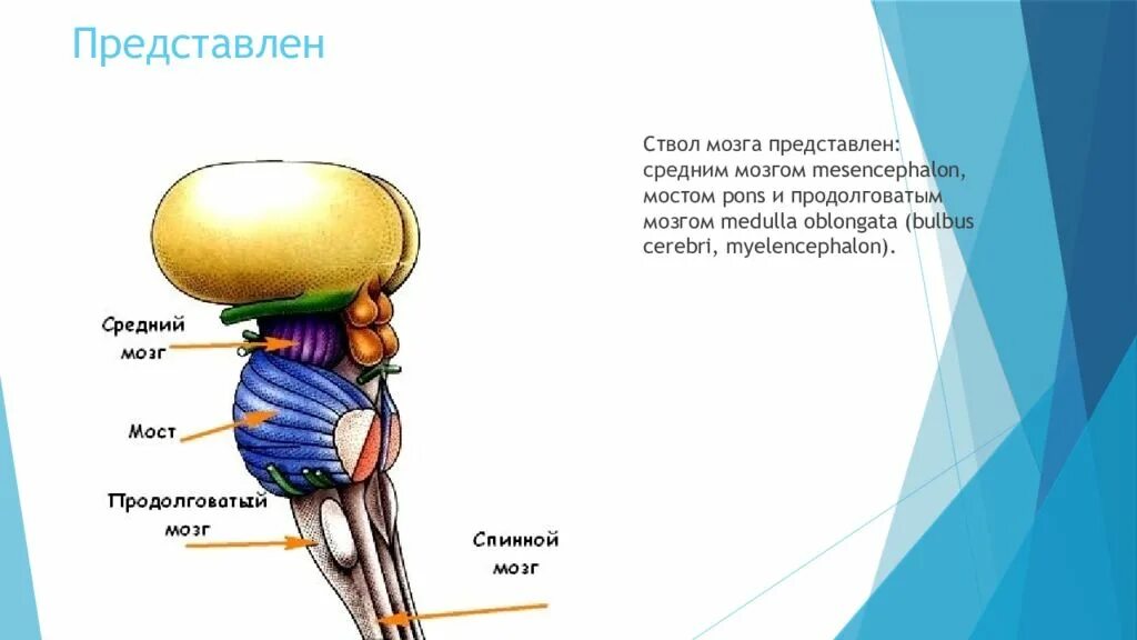 Мозговой ствол. Ствол мозга. Строение ствола мозга. Bulbus продолговатого мозга. В состав ствола мозга входят