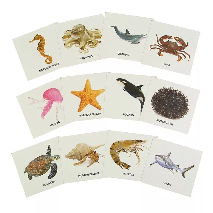 Карточка обитатели. Карточки с морскими животными. Обитатели морей и океанов карточки для детей. Морские животные. Дидактические карточки "морские животные",.
