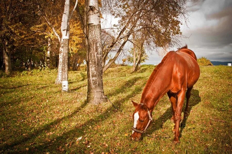 КСК рыжая лошадь Хакасия. Конь рыжий. Рыжая лошадь. Рыжая кобыла.