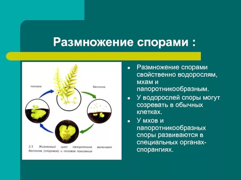 Споры созревают в особых органах