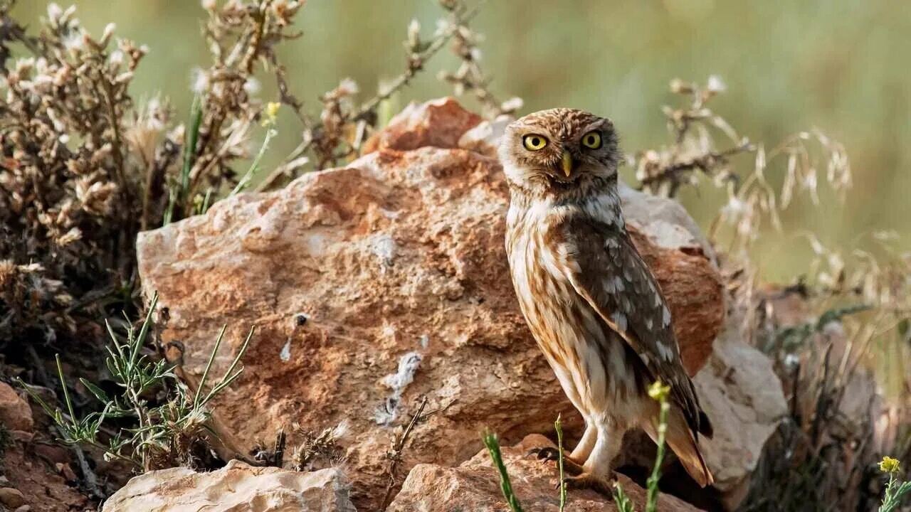Гора филин. Сова горный алтай. Сова горный алтай. Сова горный алтай. Сова в горах.