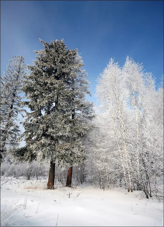 Береза ель зимой. Береза и ель зимой. Береза ель зимой. Ель и береза. Сосна зимой.