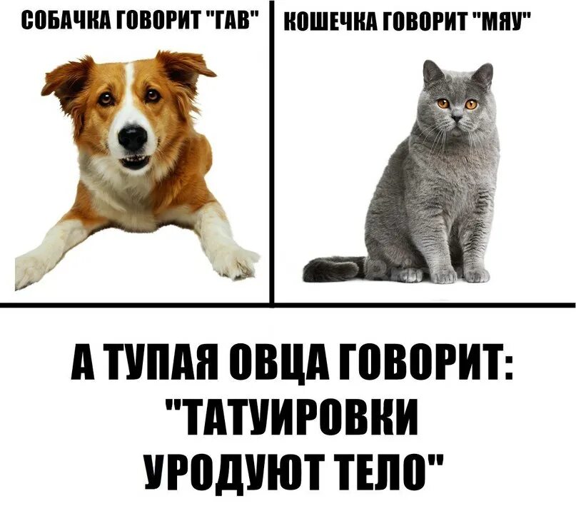 Котик скажи мяу