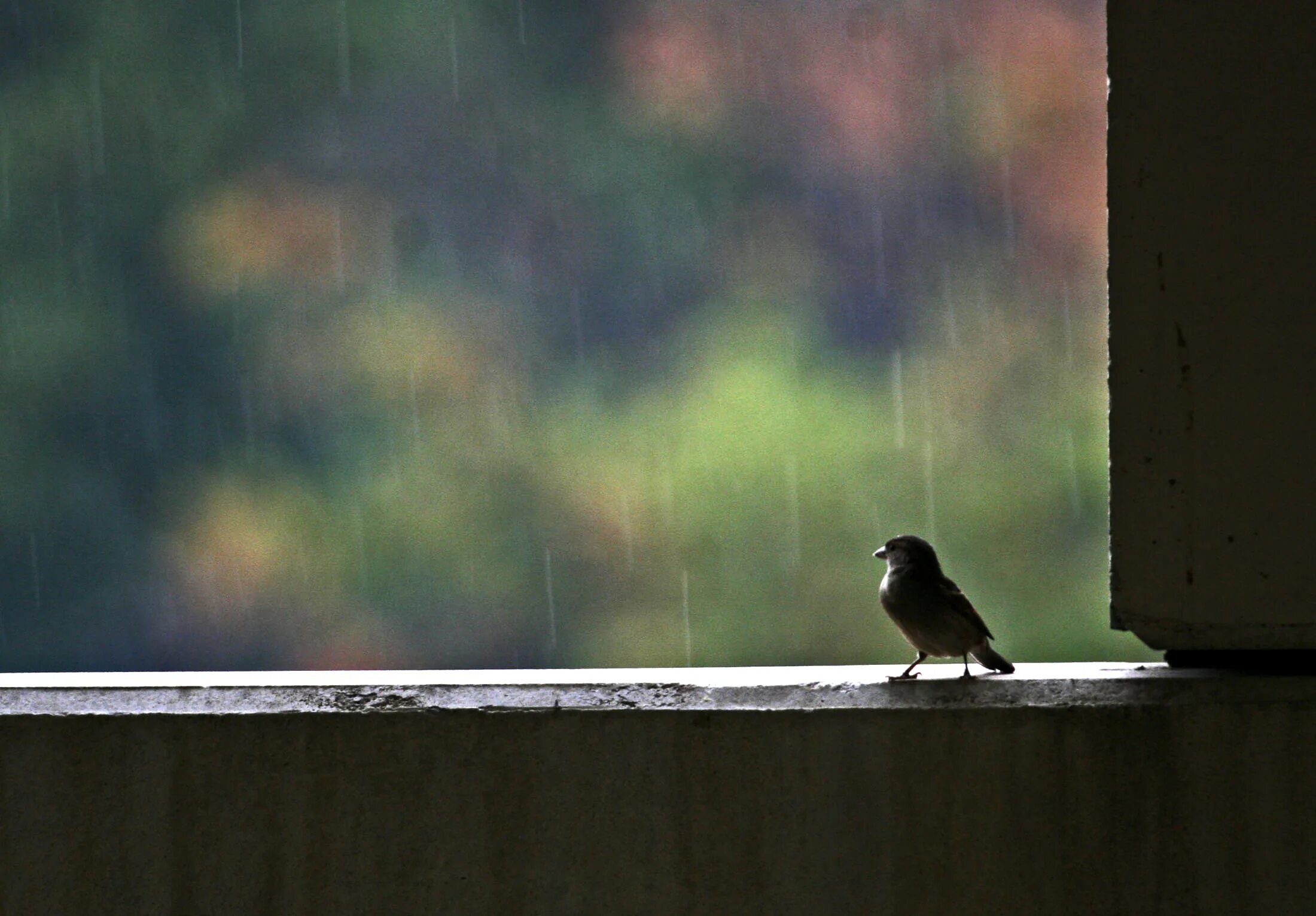 Дождь. Лес с дождем птицы. Весенний дождь за окном.