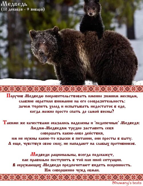 Чей год славянский. Год медведя по славянскому календарю. Славянский календарь по животным. Тотемное животное по славянскому гороскопу. Медведь по гороскопу славянскому.