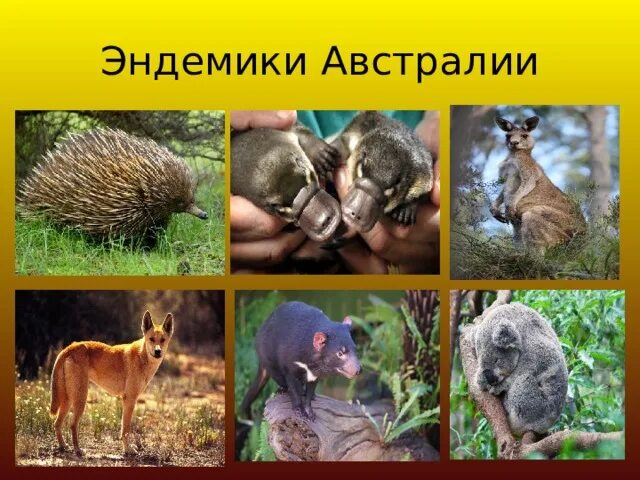 Эндемики северной америки. Какие растения в южной америке. Растительный мир южной америки эндемики. Эндвенки северной америки. Эндемики примеры.