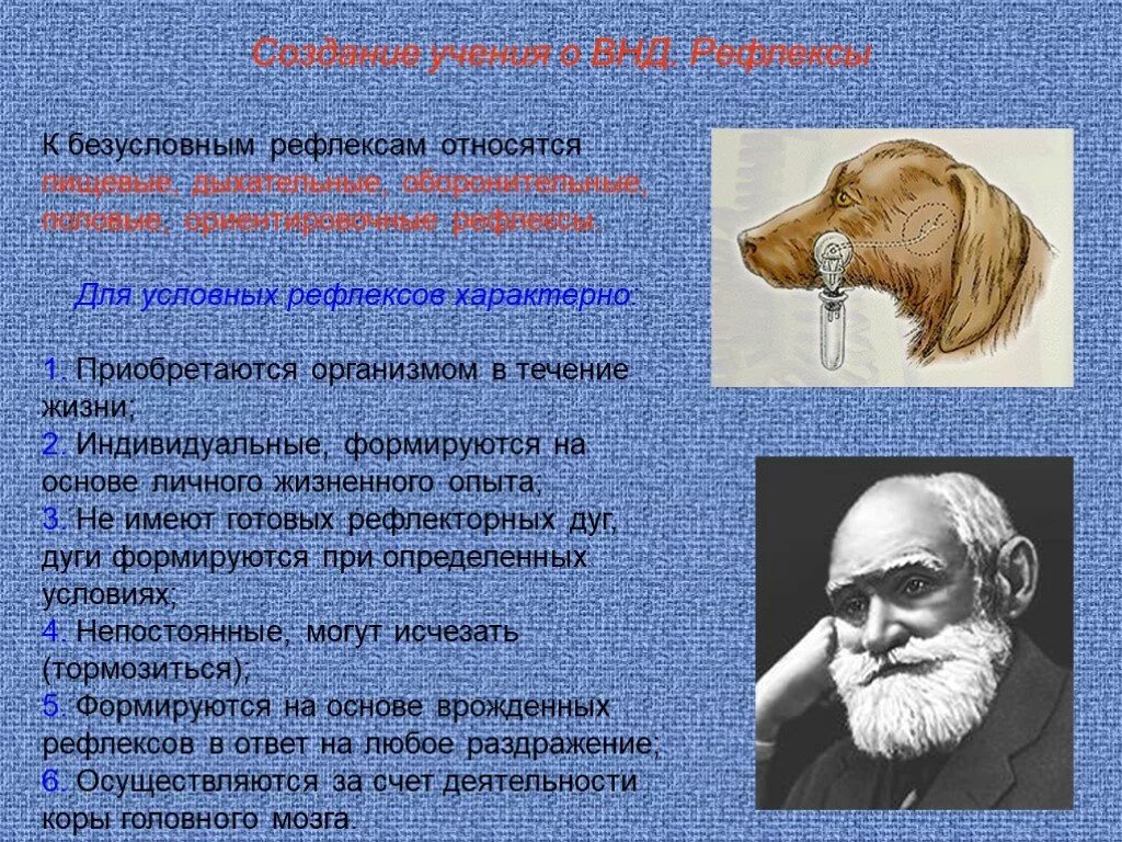 Врожденными рефлексами человека является. Высшая нервная деятельность рефлексы. Высшая нервная деятельность условные и безусловные рефлексы. ВНД рефлексы. Учение о ВНД.