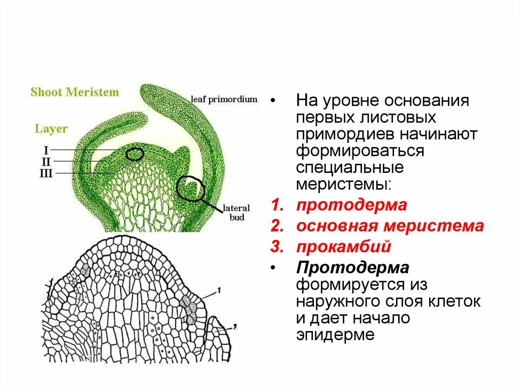 Зародышевая меристема. Основная меристема. Меристема строение. Клетки первичной меристемы. Меристема рост в длину