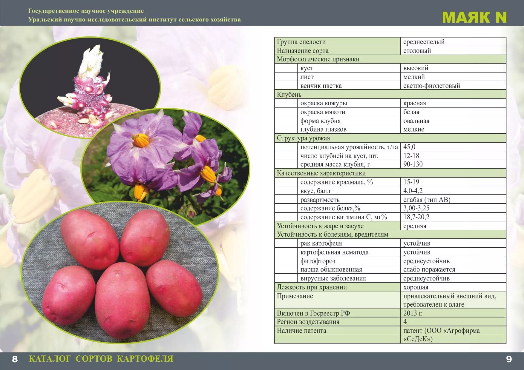 Маяк картофель характеристика отзывы. Картофель семенной Маяк описание сорта. Сорт Маяк картофель характеристика. Сады России картофель сорта. Каталог сортов картофеля.