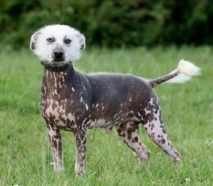 Барбос собака порода. Мексиканская хохлатая собачка. Мексиканская хохлатая щенок пятнистый. Мексиканская овчарка. Необычные породы.