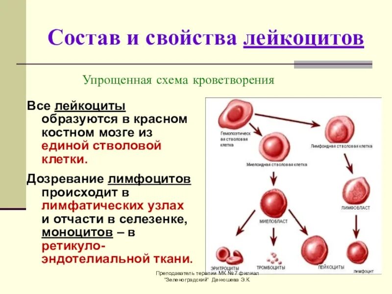 Состав лейкоцитов схема. Схема кроветворения кровь костный мозг. Состав лейкоцитов в крови. Строение лейкоцитов схема.