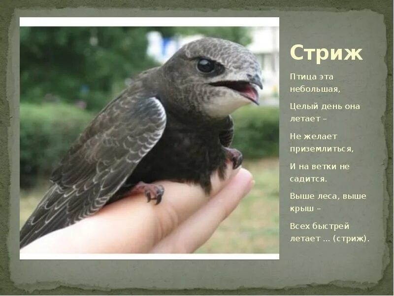 Какая птица на землю почти не садится