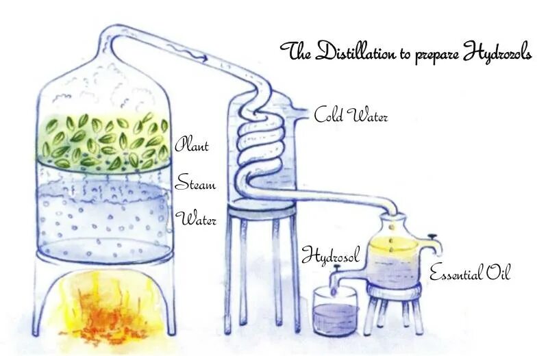 Паровая дистилляция эфирного масла. Схема дистилляции эфирных масел. Методы получения эфирных масел дистилляция. Паровая перегонка эфирных масел. Метод дистилляции воды