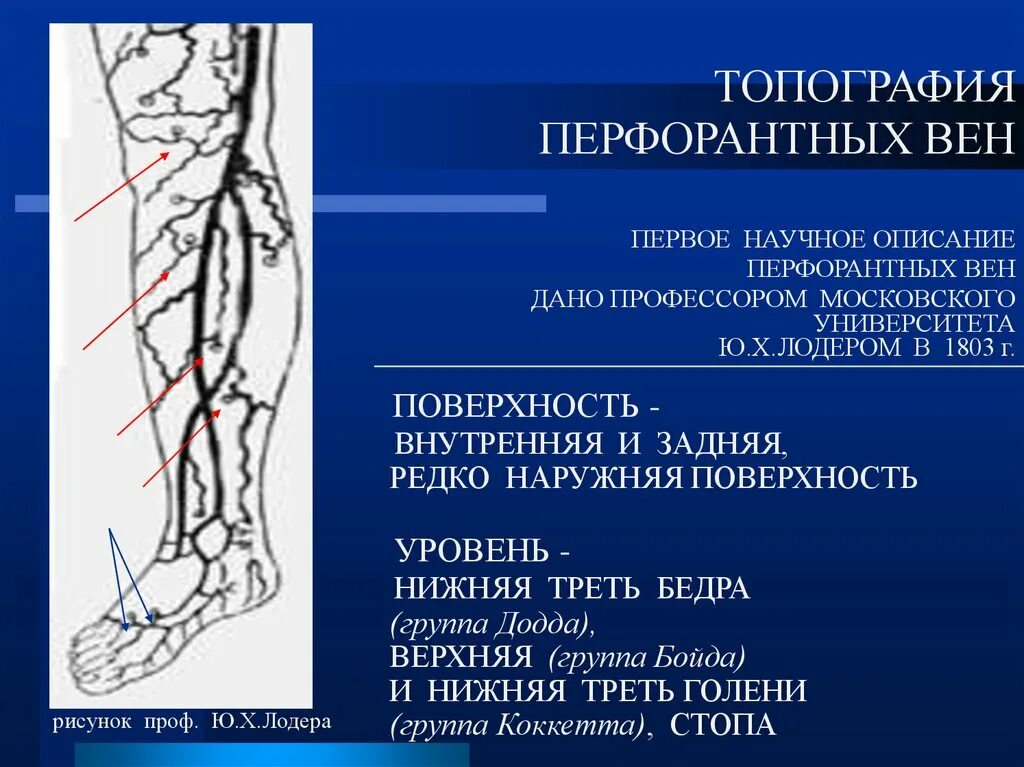 Перфорантные вены ноги анатомия. Малая подкожная Вена ноги топография. Анатомия поверхностных вен голени.