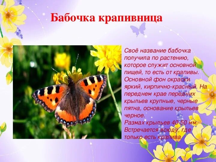 Бабочка крапивница описание. Сообщение о бабочке крапивнице. Сообщение о бабочке. Бабочки для презентации.