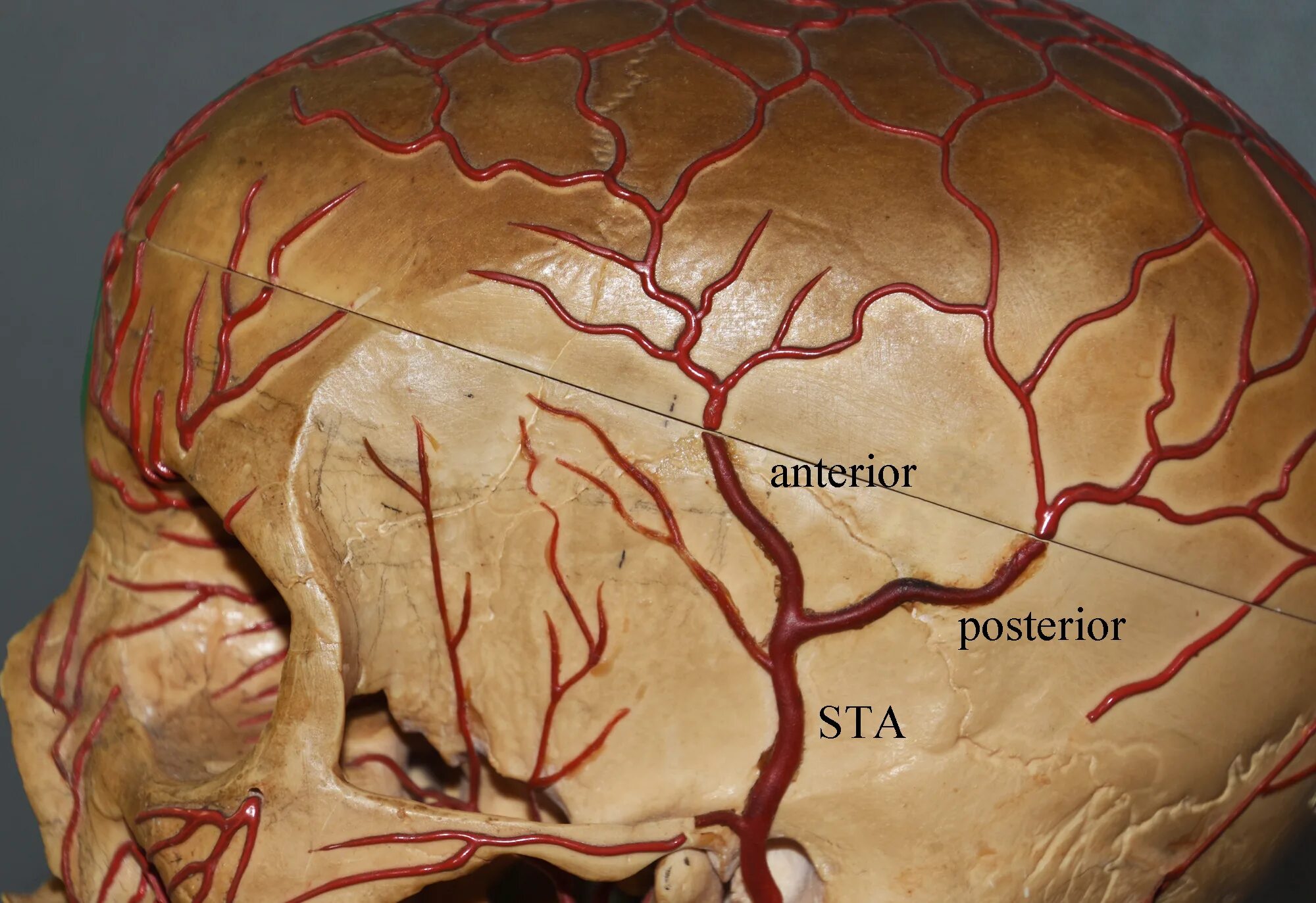 Поверхностная височная артерия анатомия. Артерия temporalis Media. Менингеальная артерия.