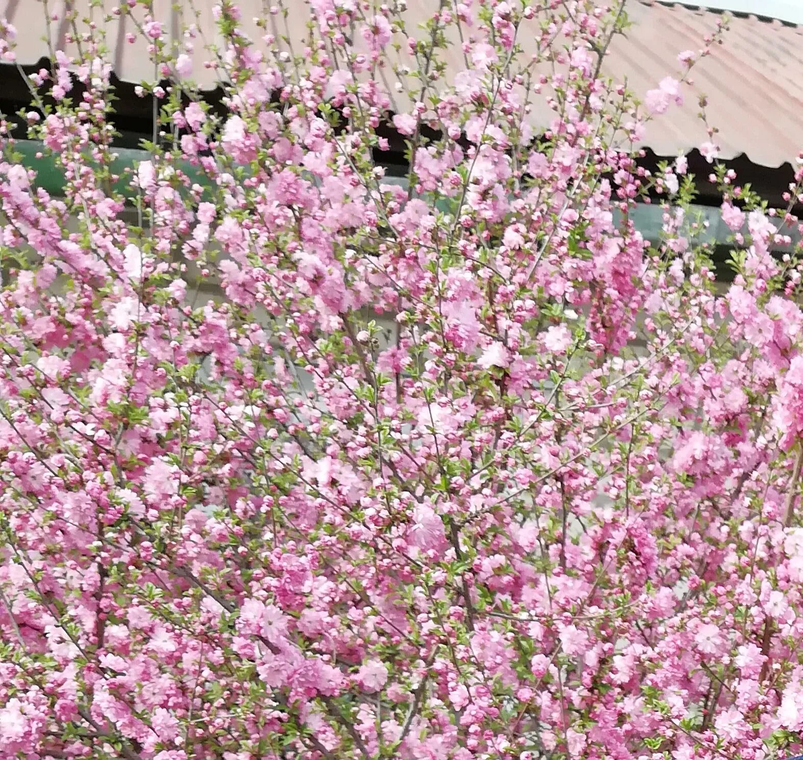 Cherry blossom купить. Саженец Сакура Ошидори. Японская Сакура саженцы. Японская вишня Сакура саженцы. Сакура сеянцы.