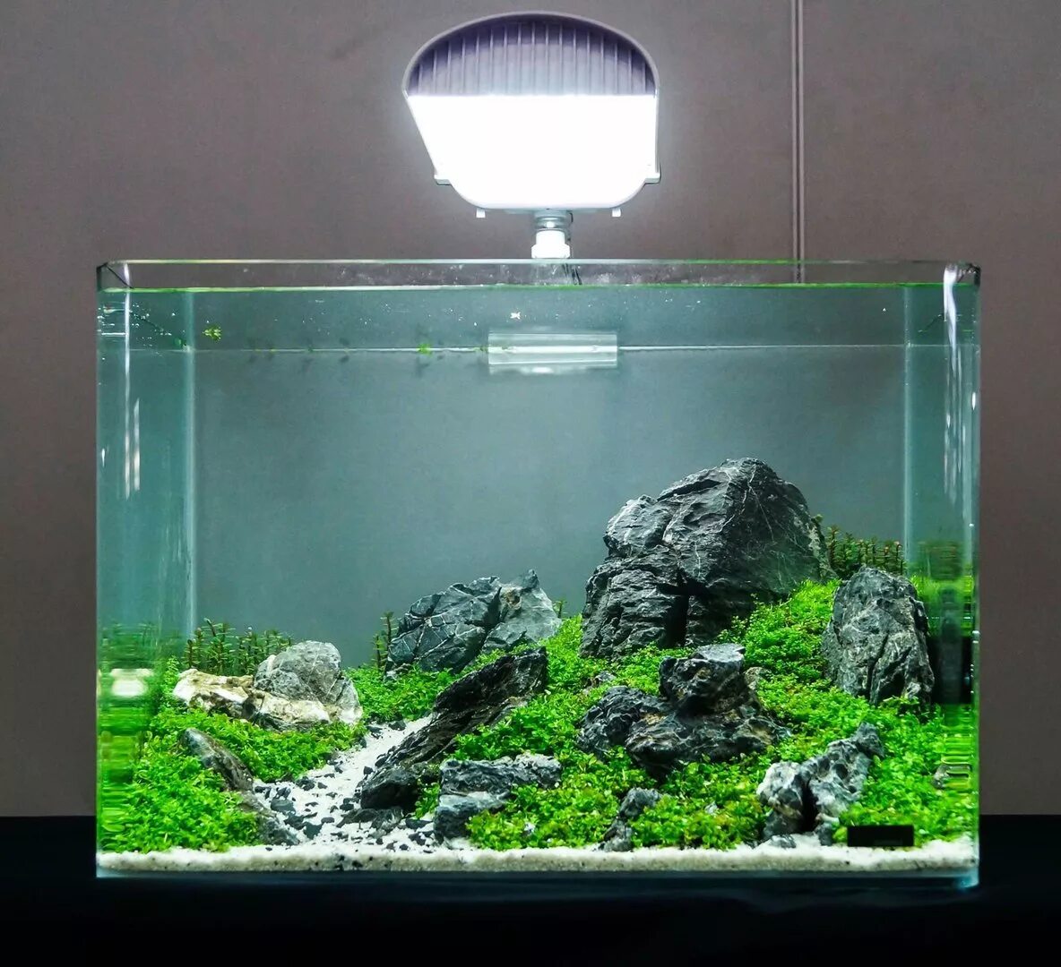 аквариумы. аквариум a010530. красивые аквариумы. рыбок в аквариуме домашних. аквариум какие виды.