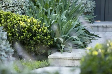 Low plants