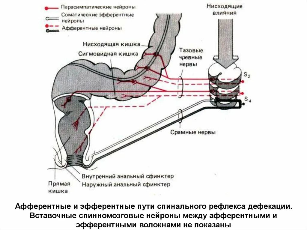 Дефекация у человека. Рефлекторная дуга акта дефекации. Схема дефекации физиология. Рефлекторная дуга рефлекса дефекации схема. Рефлекс дефекации физиология.