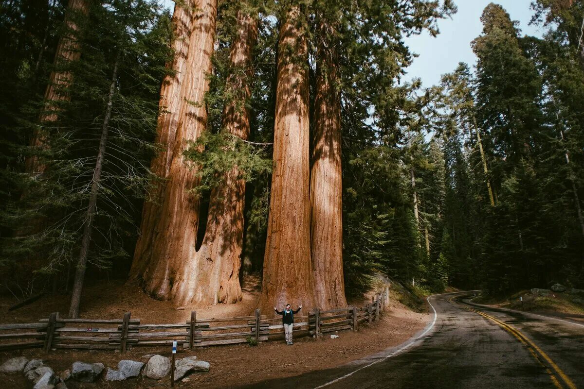 Самые большие дерево фото. Секвойя дерево Гиперион. Калифорнийская Секвойя Гиперион. Секвойя вечнозелёная Гиперион. Секвойя в сочинском дендрарии.