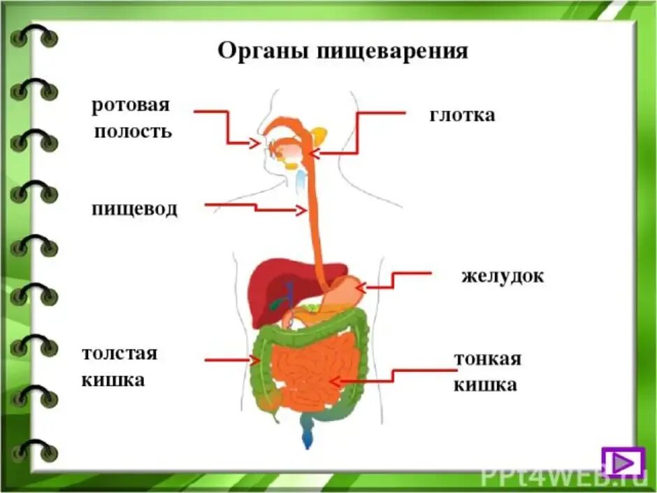 Желудок и полость рта. Пищеварительная система схема для детей. Строение органов пищеварительной системы человека. Схема пищеварительной системы человека карточка. Пищеварительная система схема начальная школа.