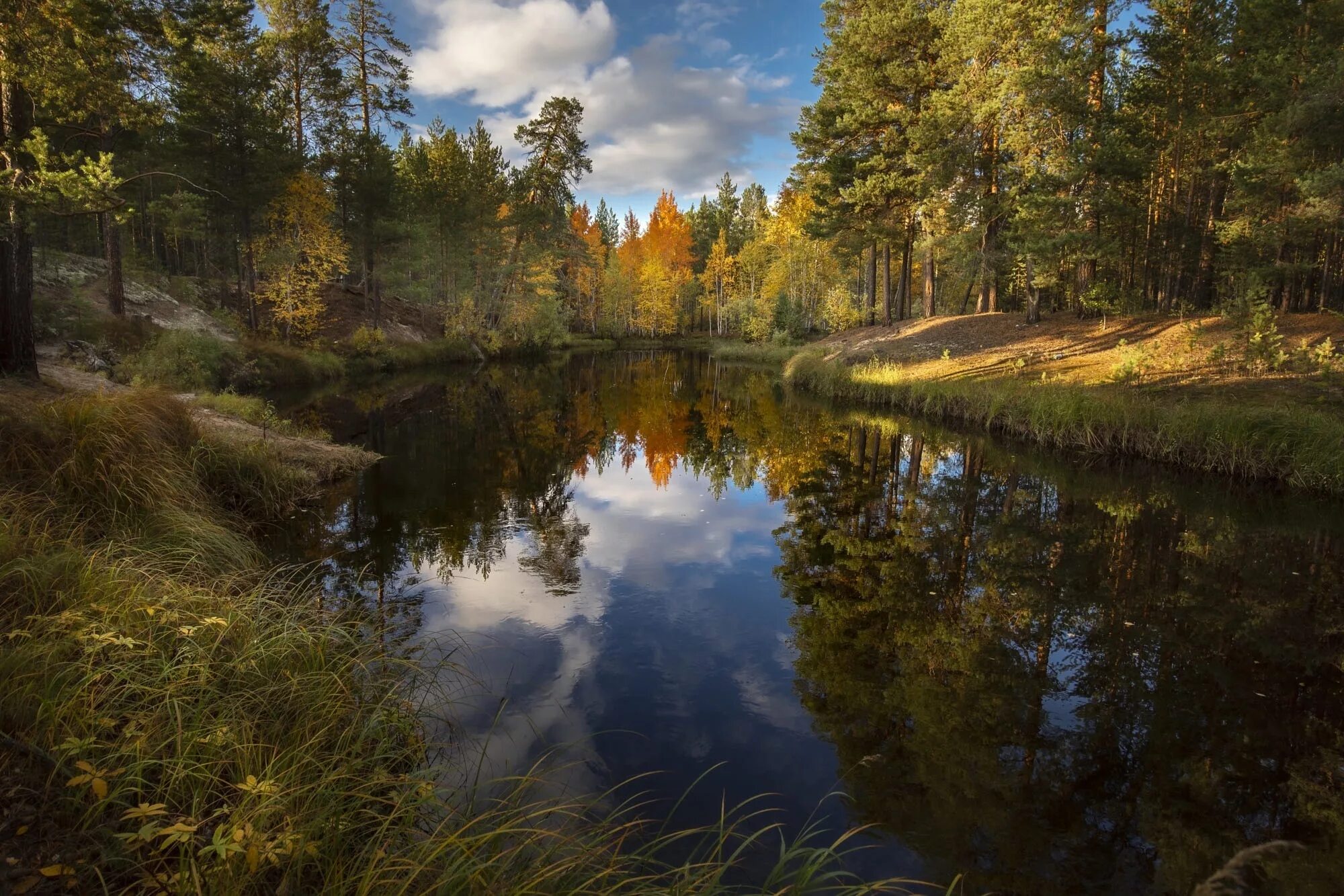 Красивый лес с рекой. Новогорск природа. Речка в лесу. Речной пейзаж. Пейзаж леса.