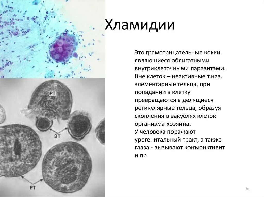 Хламидии это. Хламидии форма бактерии. Возбудитель хламидии микробиология. Хламидии микробиология заболевания.