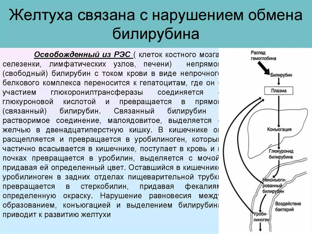 Распад мочи. Непрямой билирубин влияние на организм. Билирубин физиология. Обмен билирубина схема. Нарушение метаболизма билирубина.