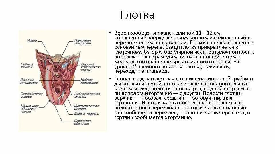 Наружная оболочка глотки. Верхняя стенка глотки прикрепляется к. Глотка слои