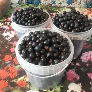 Продам черную смородину