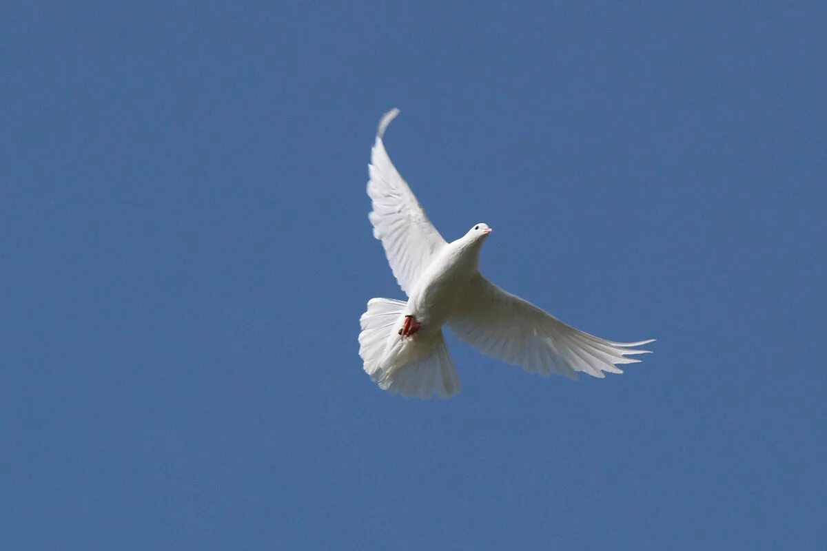 Белые птицы кружат над крышами слушать. Голубь летит. Белый голубь. Белый голубь в полете. Полет голубя.