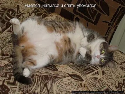 Наелся напился