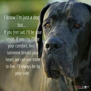 Just dogs